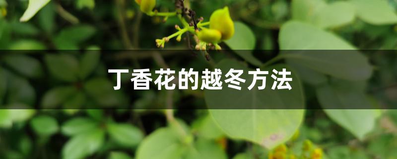 丁香花的越冬方法