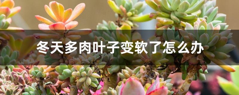 冬天多肉叶子变软了怎么办