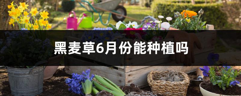 黑麦草6月份能种植吗