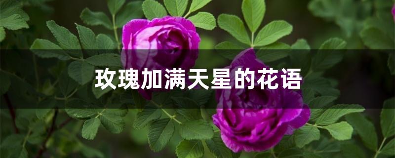 玫瑰加满天星的花语