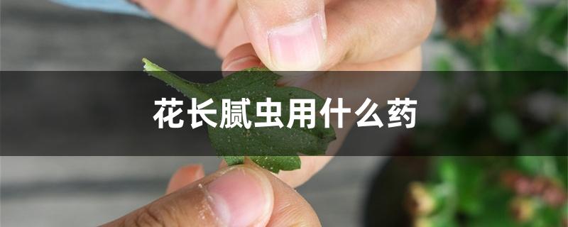 花长腻虫用什么药