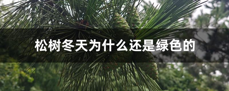 松树冬天为什么还是绿色的 松树冬天为什么还是绿色的
