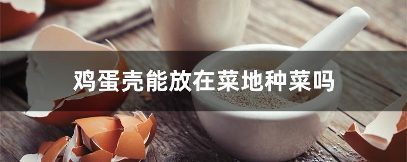 鸡蛋壳能放在菜地种菜吗 鸡蛋壳能放在菜地种菜吗
