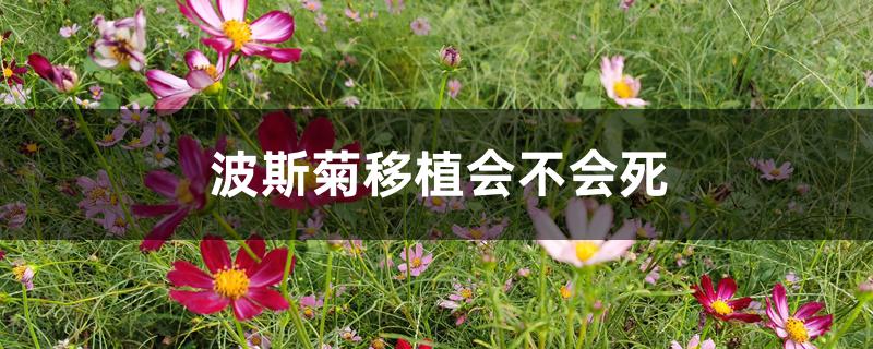 波斯菊移植会不会死