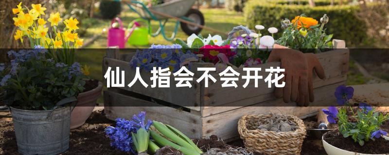 仙人指会不会开花