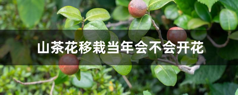 山茶花移栽当年会不会开花