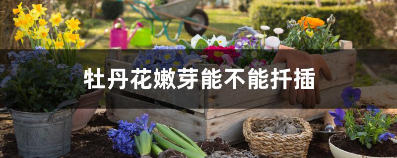 牡丹花嫩芽能不能扦插