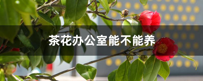 茶花办公室能不能养 茶花办公室能不能养