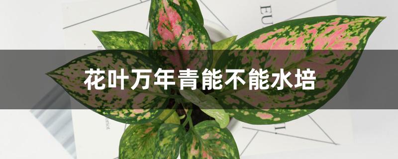 花叶万年青能不能水培