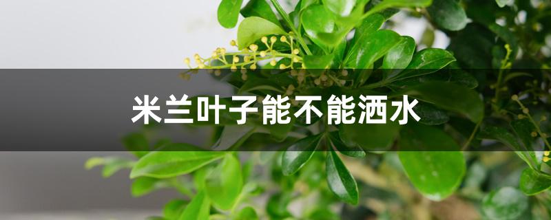 米兰叶子能不能洒水