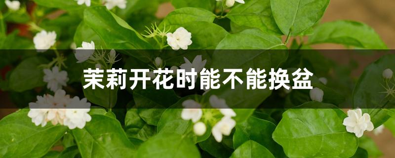 茉莉开花时能不能换盆