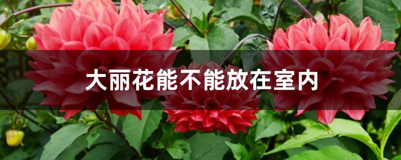 大丽花能不能放在室内