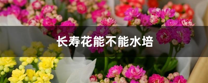 长寿花能不能水培 长寿花能不能水培