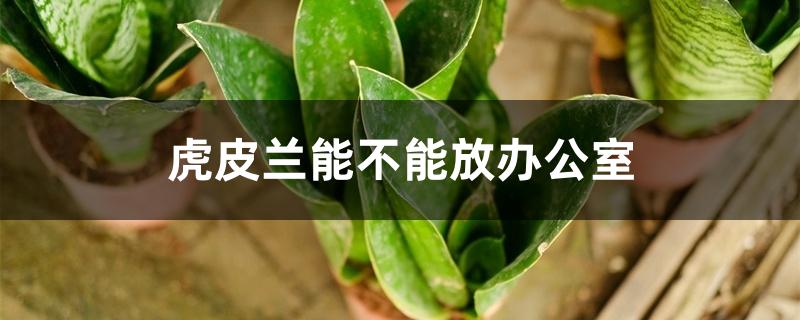 虎皮兰能不能放办公室