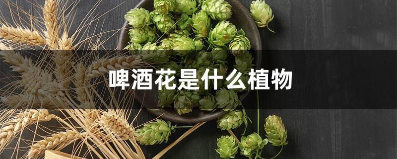 啤酒花是什么植物