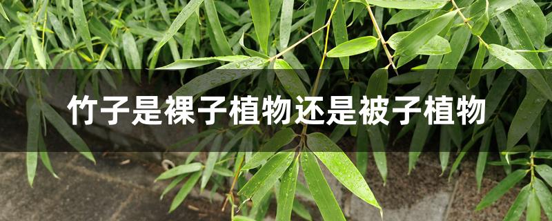 竹子是裸子植物还是被子植物