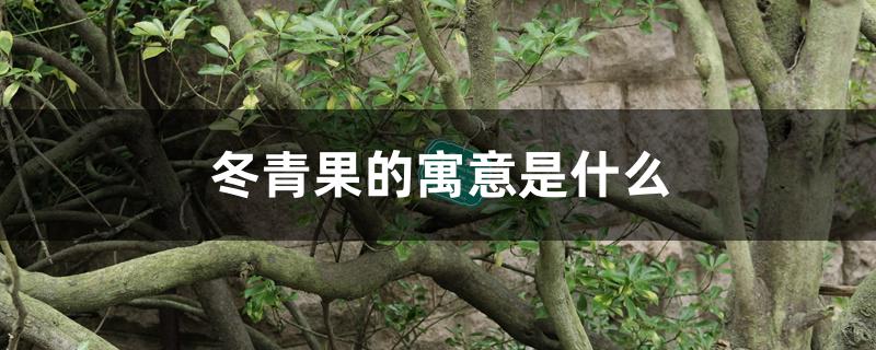 冬青果的寓意是什么