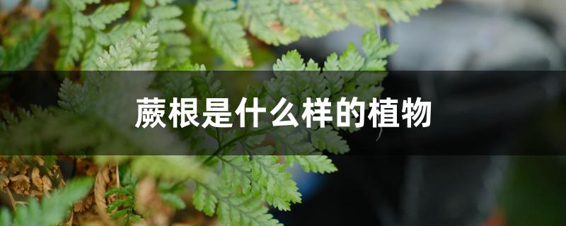 蕨根是什么样的植物 蕨根是什么样的植物