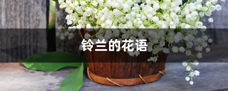 铃兰的花语