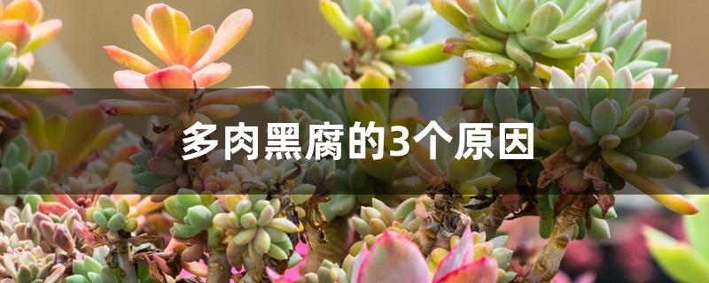 多肉黑腐的3个原因
