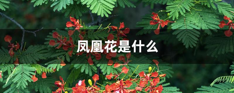 凤凰花是什么