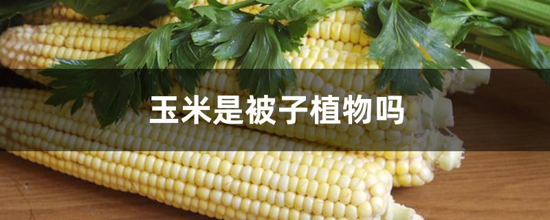 玉米是被子植物吗