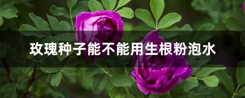 玫瑰种子能不能用生根粉泡水