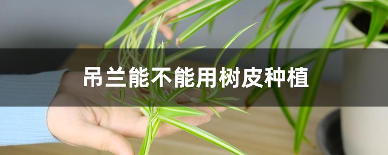 吊兰能不能用树皮种植