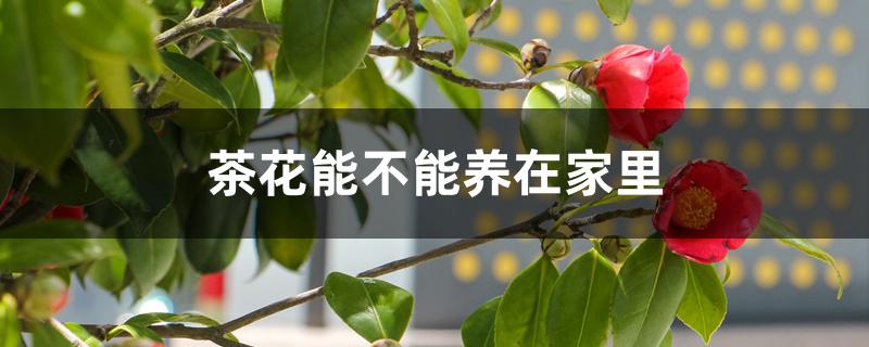 茶花能不能养在家里