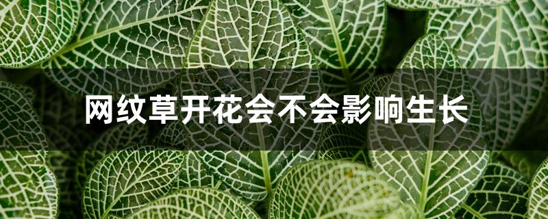 网纹草开花会不会影响生长