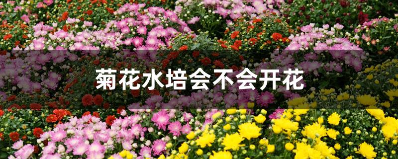 菊花水培会不会开花