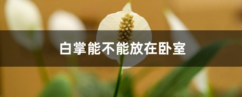 白掌能不能放在卧室 白掌能不能放在卧室
