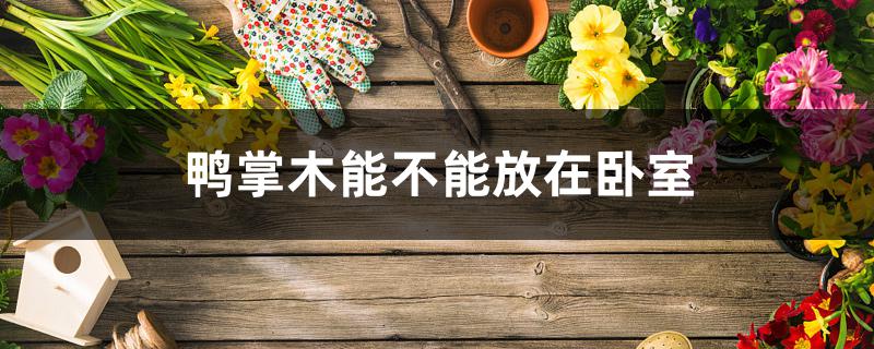 鸭掌木能不能放在卧室 鸭掌木能不能放在卧室