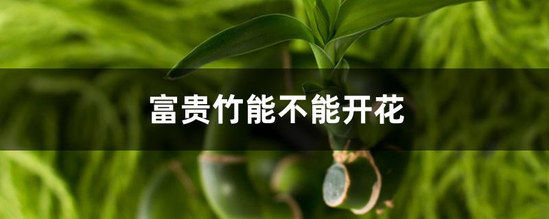 富贵竹能不能开花