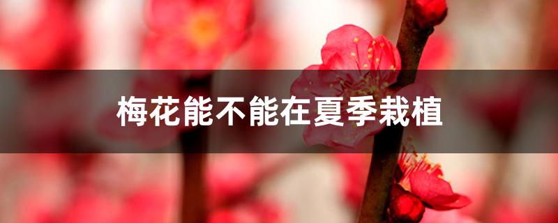 梅花能不能在夏季栽植