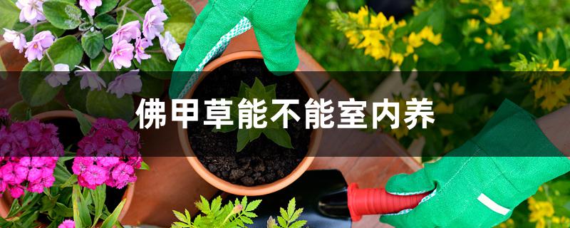 佛甲草能不能室内养 佛甲草能不能室内养