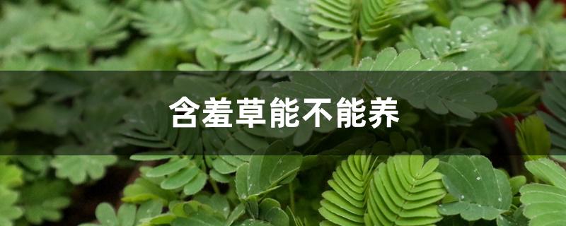 含羞草能不能养