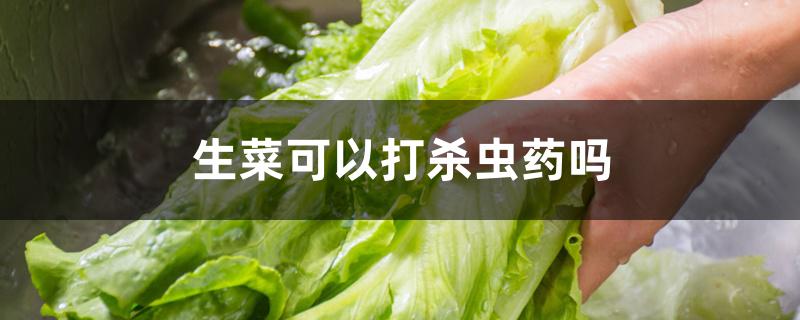 生菜可以打杀虫药吗