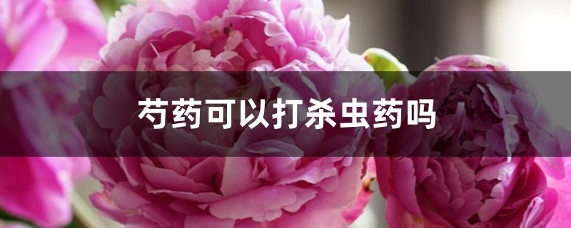 芍药可以打杀虫药吗