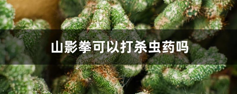 山影拳可以打杀虫药吗