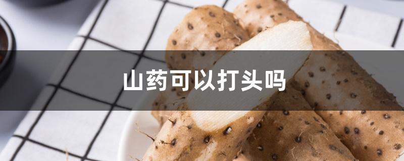 山药可以打头吗