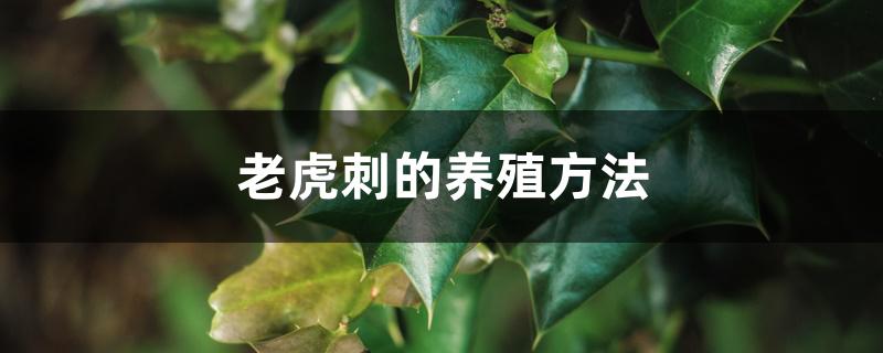 老虎刺的养殖方法