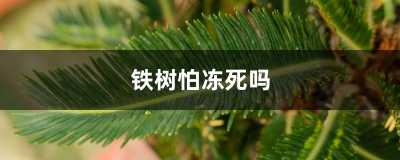 铁树怕冻死吗