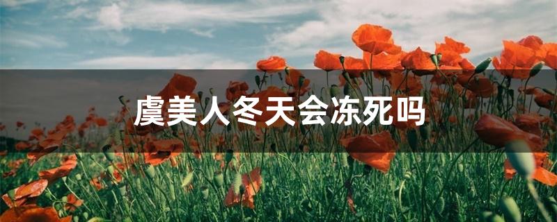 虞美人冬天会冻死吗