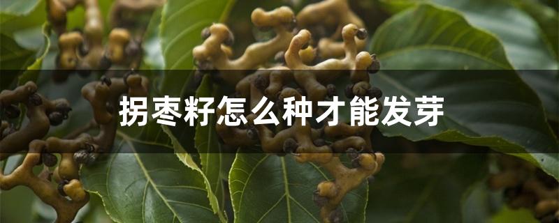 拐枣籽怎么种才能发芽