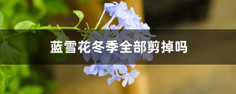 蓝雪花冬季全部剪掉吗