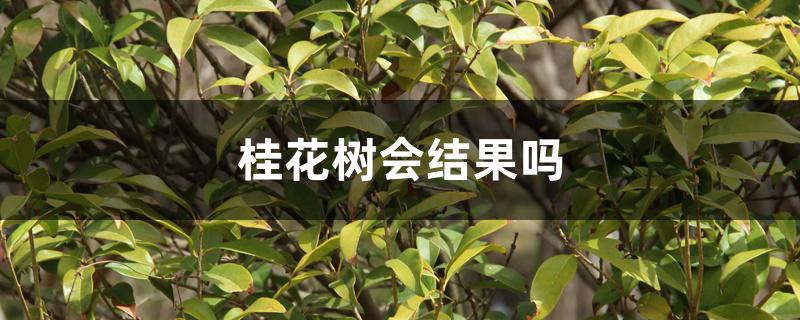 桂花树会结果吗