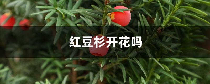 红豆杉开花吗