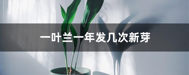 一叶兰一年发几次新芽 一叶兰一年发几次新芽