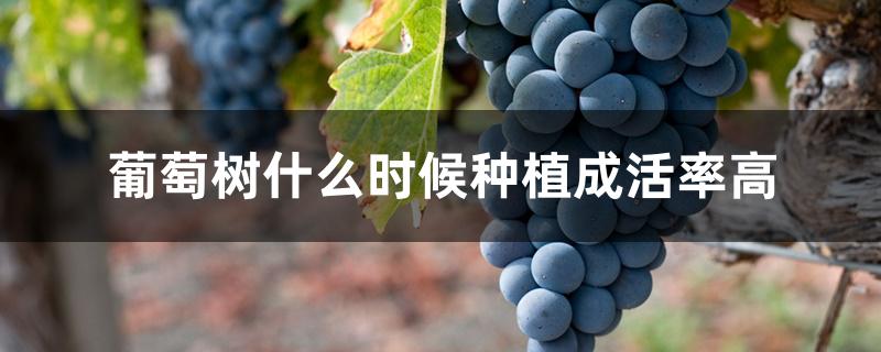 葡萄树什么时候种植成活率高
